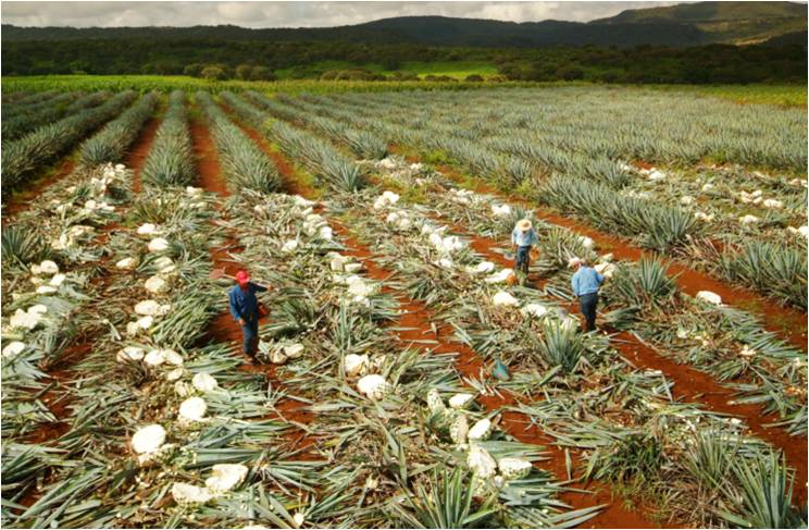 herradura agave plants